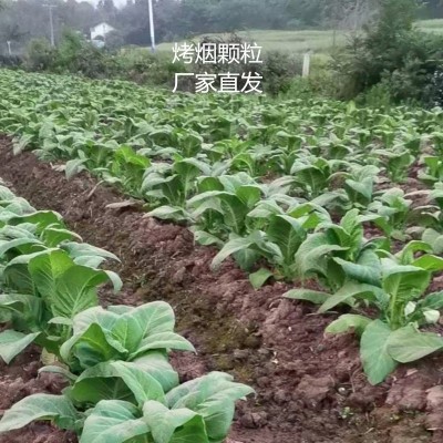 廠家直銷烤煙顆粒 高熱值木質(zhì)顆粒 燃料棒 直發(fā)湖南郴州 永州邵陽